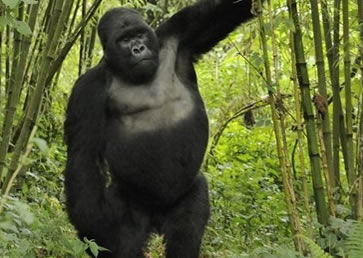 3 Days Cheap Rwanda Safaris Gorilla Trek