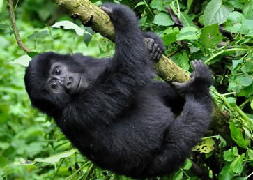 5 Days Cheap Rwanda Gorilla Safari Tour
