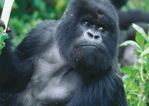 4 Days Cheap Gorilla Trek Rwanda Safaris