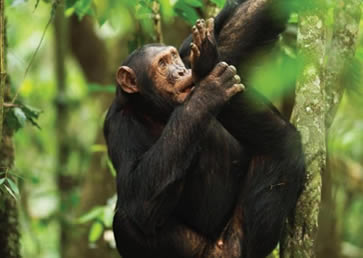Kibale Forest National Park: (Budget) Chimpanzee Tracking Tours 