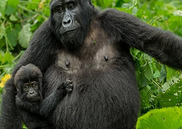 10 Days Budget Rwanda Gorillas & Chimpanzee Tour