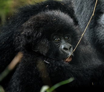 1 Day Budget Rwanda Gorilla Trek cost US $1970