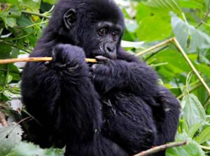 Habituated Mountain Gorilla Families in Uganda