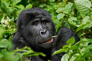 Bwindi Forest National Park-Go Gorilla Trekking