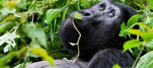 Complete Rwanda Safari Guide: (Safari Highlights in Rwanda)