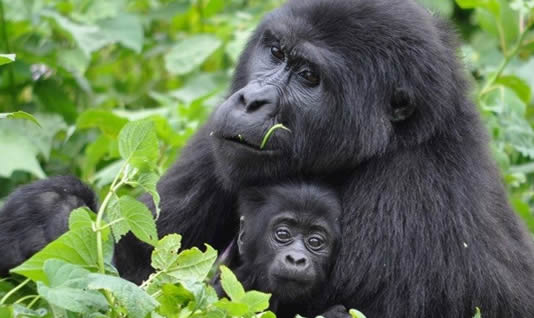 Discounted Rwanda Safaris: Cheap Gorilla Treks & Wildlife Tours 
