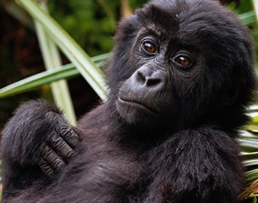 1 Day Budget Rwanda Gorilla Trek (Affordable 2023) US $1970