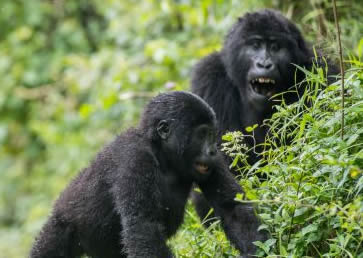 11 Days Uganda Rwanda & Congo Safari (Budget Gorilla 2023)