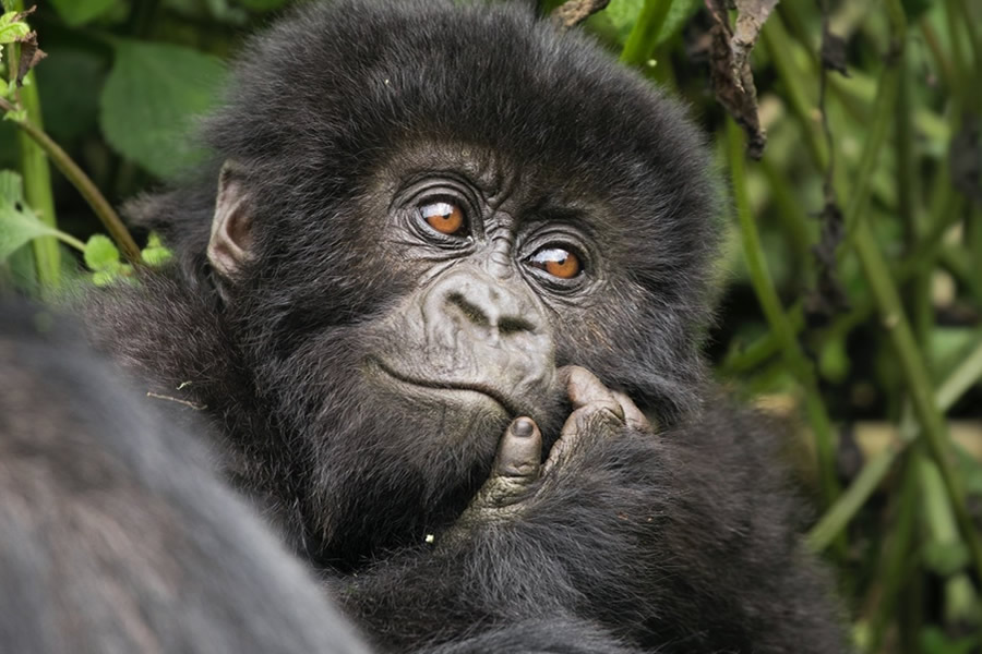 Mountain Gorilla Families of Uganda