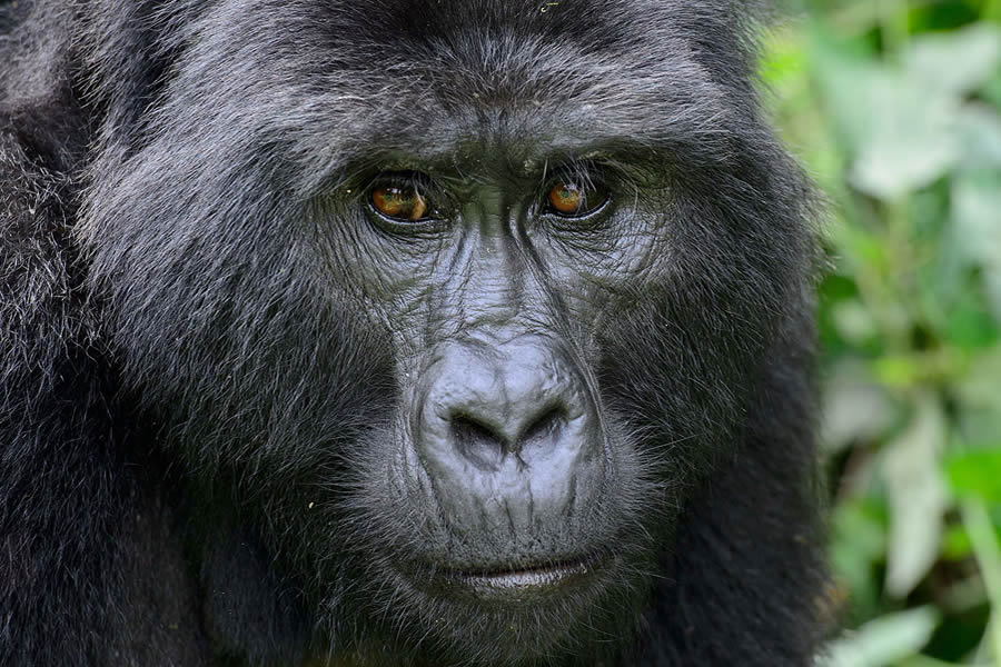 Things to Know Before Gorilla Trekking in Rwanda 2024