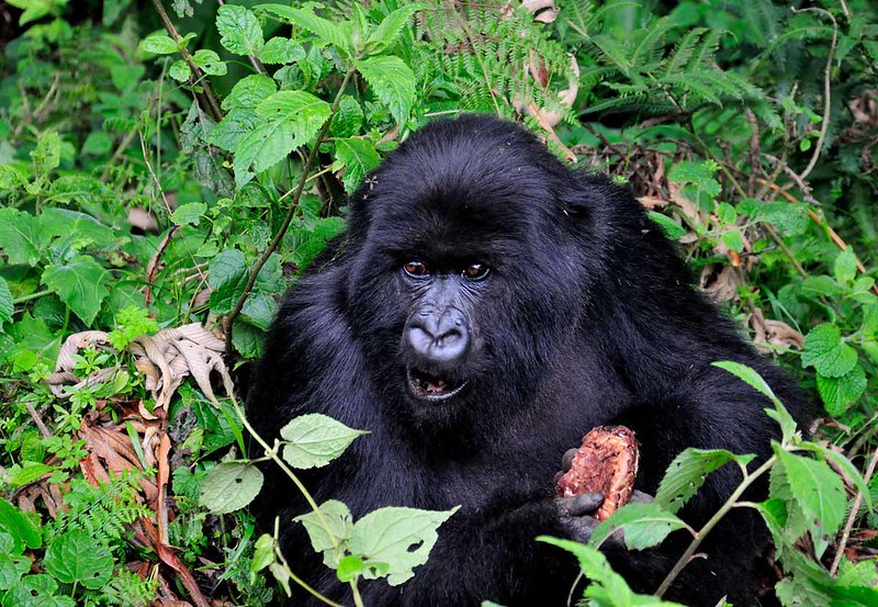 (Affordable) 2 Days Rwanda Gorilla Trekking Safari
