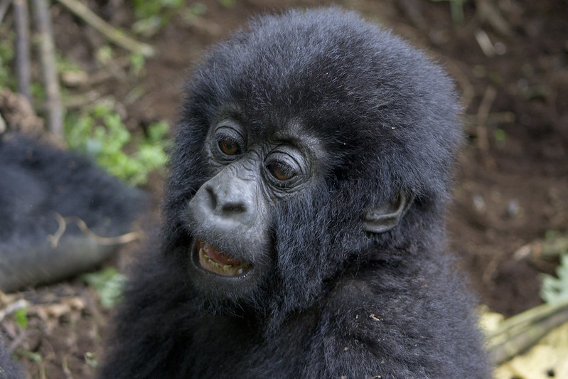 Budget gorilla trekking Rwanda