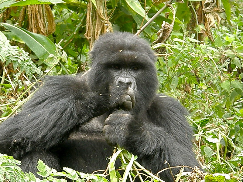  Gorilla Trekking on a Budget