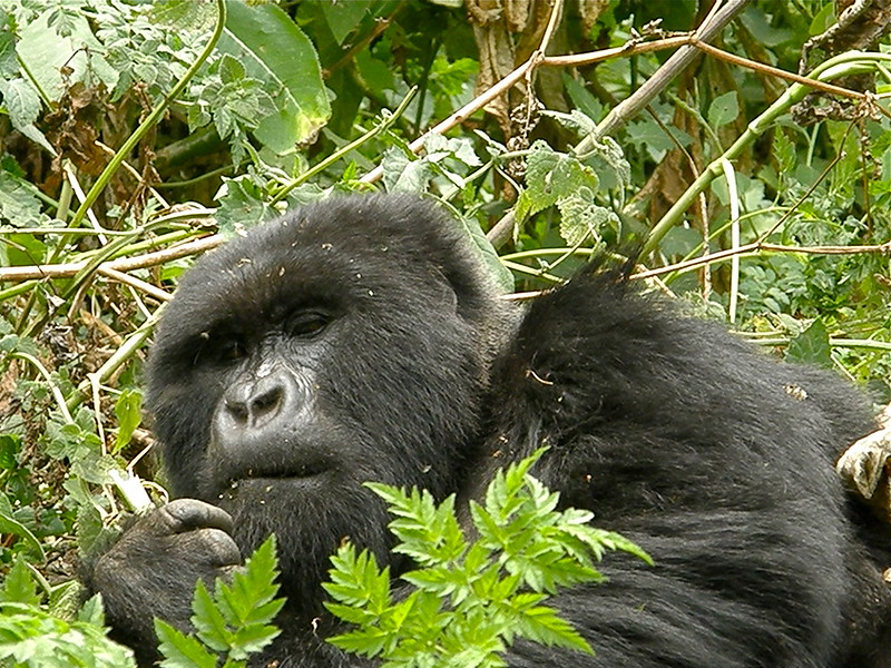 Friendly Rwanda Safaris