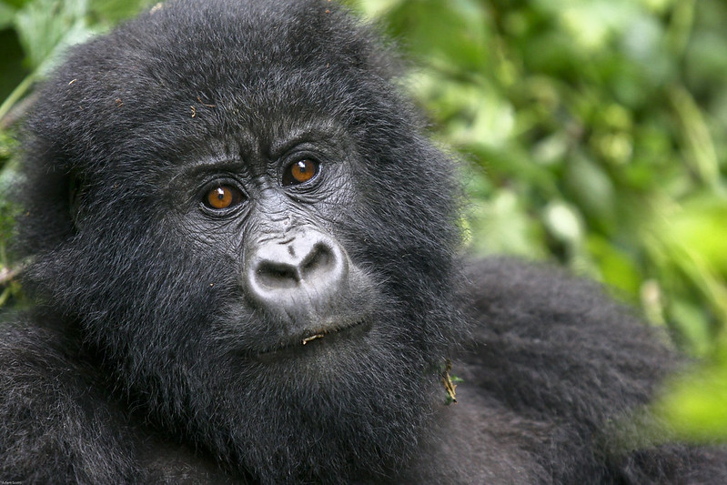 Rwanda Gorilla Trekking