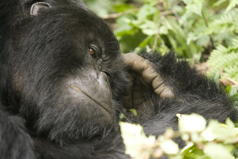 Rwanda Gorilla Tour