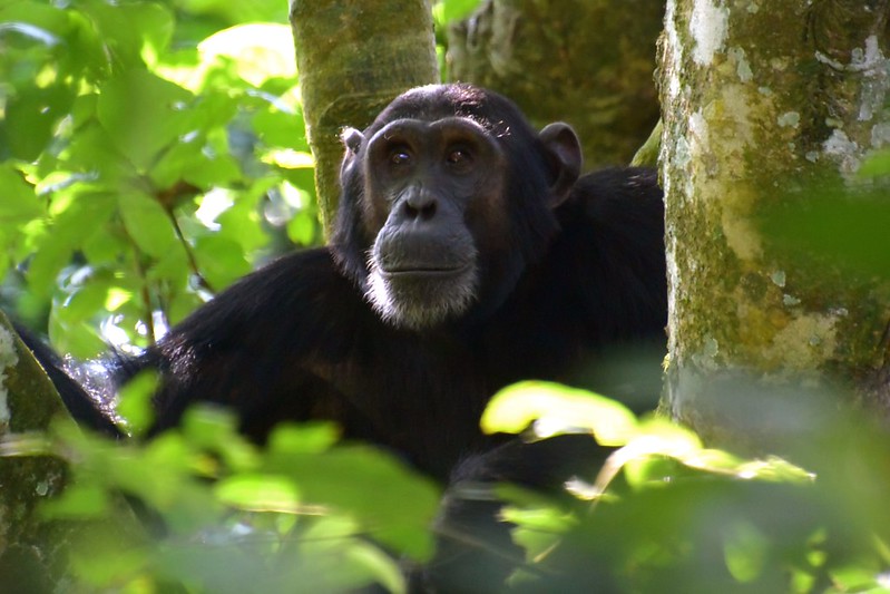 6 Days Rwanda Gorillas & Chimpanzee Trek