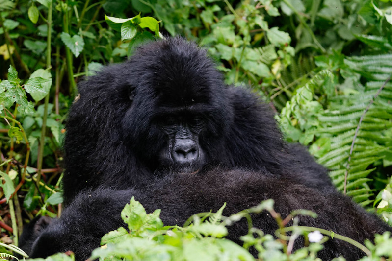 1 day gorilla trekking from kisoro