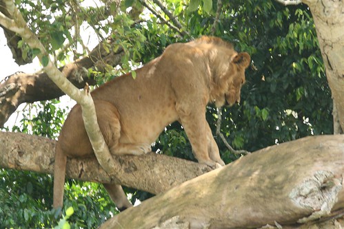 Uganda Safaris