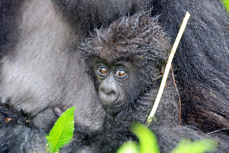 Mountain Gorilla Conservation in Uganda