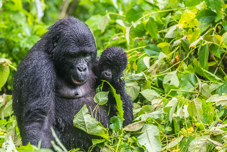 Bwindi Forest National Park