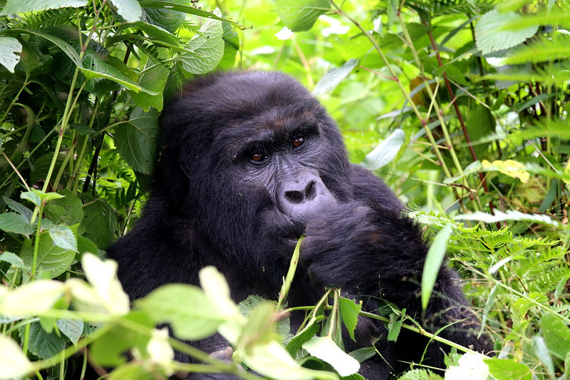 1 Day Gorilla Trekking from Kisoro