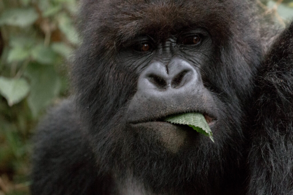 Is Gorilla trekking cheaper in Uganda or Rwanda