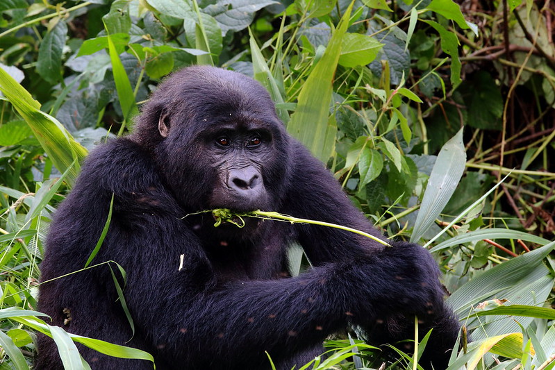1 Day Gorilla Trekking from Kisoro