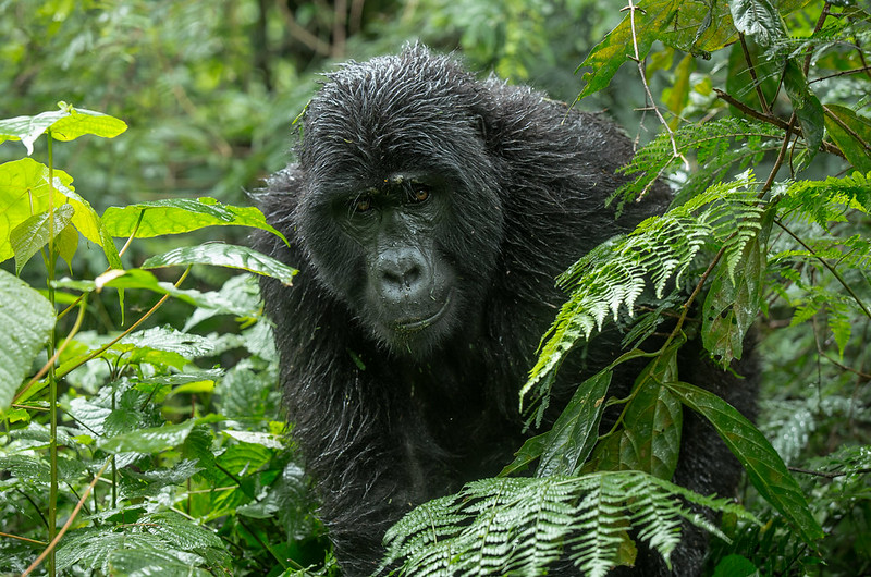 Mountain Gorilla Conservation in Uganda