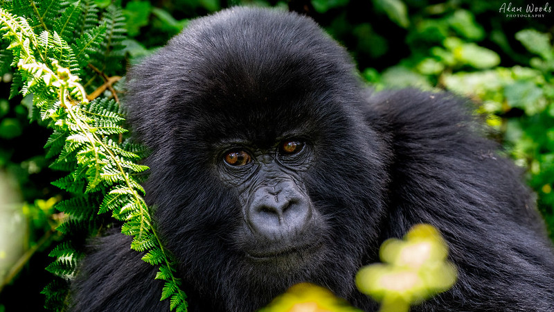 Mountain Gorilla Conservation in Uganda
