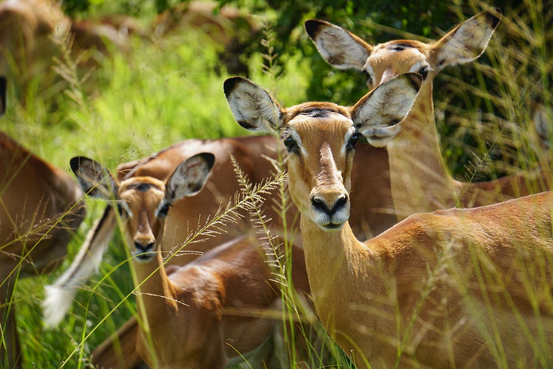 Is Rwanda good for safaris?