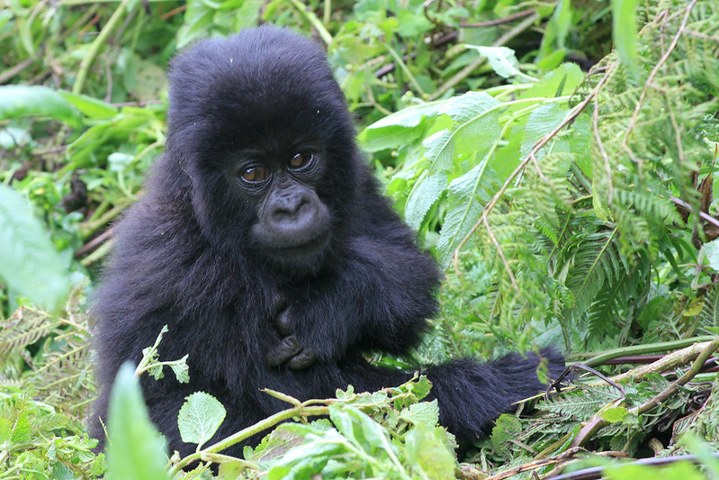 1 day gorilla trek Rwanda
