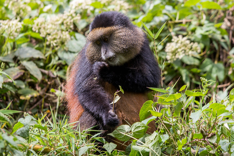 Golden Monkey Trekking in Uganda and  Rwanda