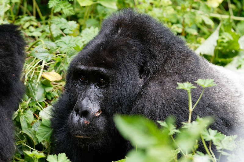 Trekking gorillas