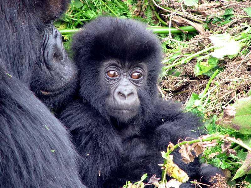 Visit gorillas in Rwanda