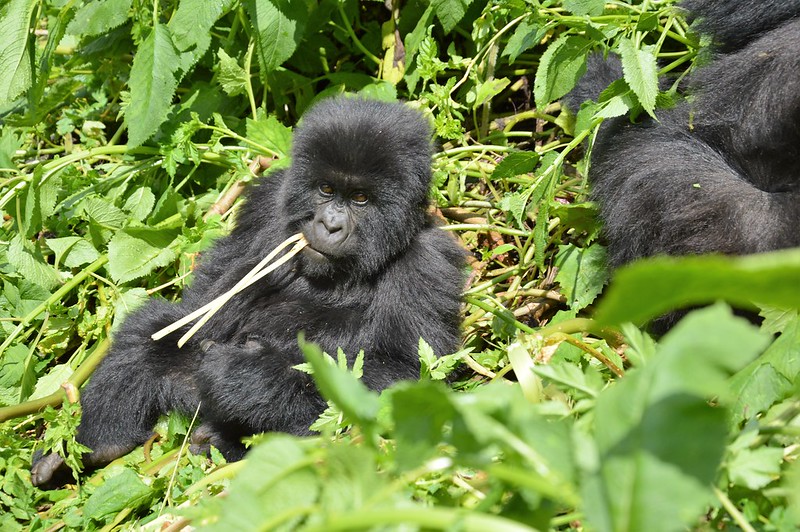 gorilla trekking permits 