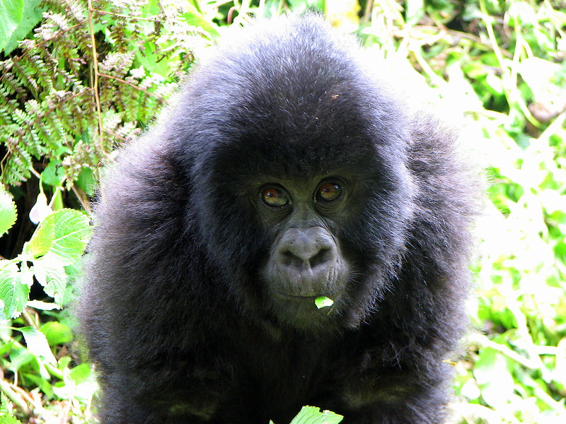 Rwanda Mountain Gorilla Trekking Experience. 