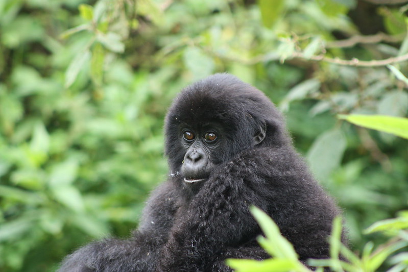 Rwanda mountain gorilla trekking experience