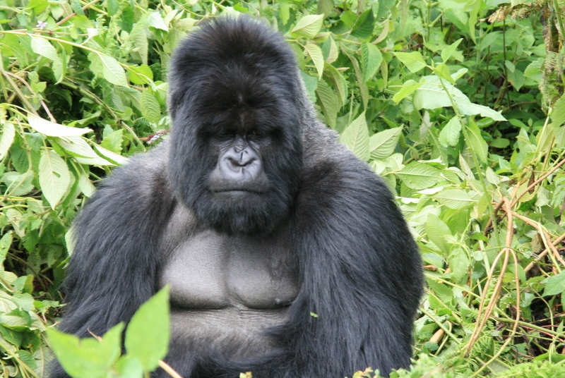 visit gorillas in Rwanda 