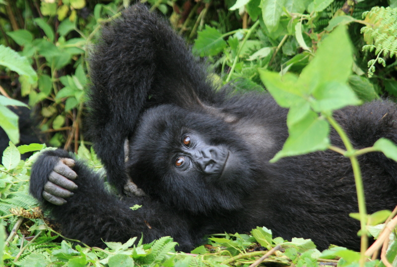 Visit gorillas in Rwanda