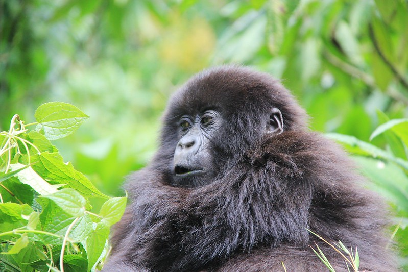 Hiking Volcanoes National Park Rwanda