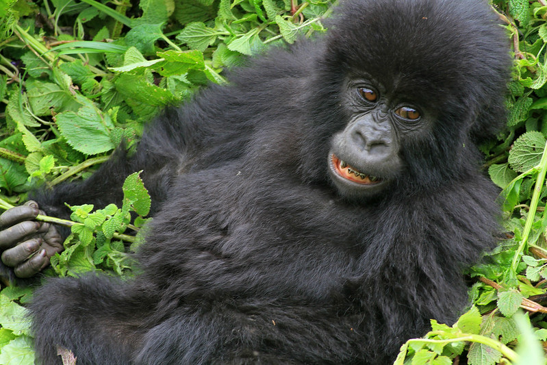 Rwanda Mountain Gorilla Trekking 