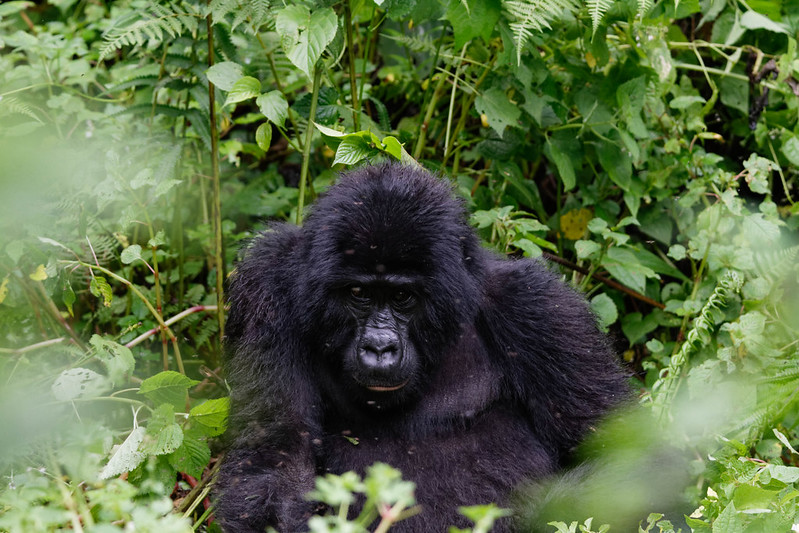 How difficult is gorilla trekking in Rwanda