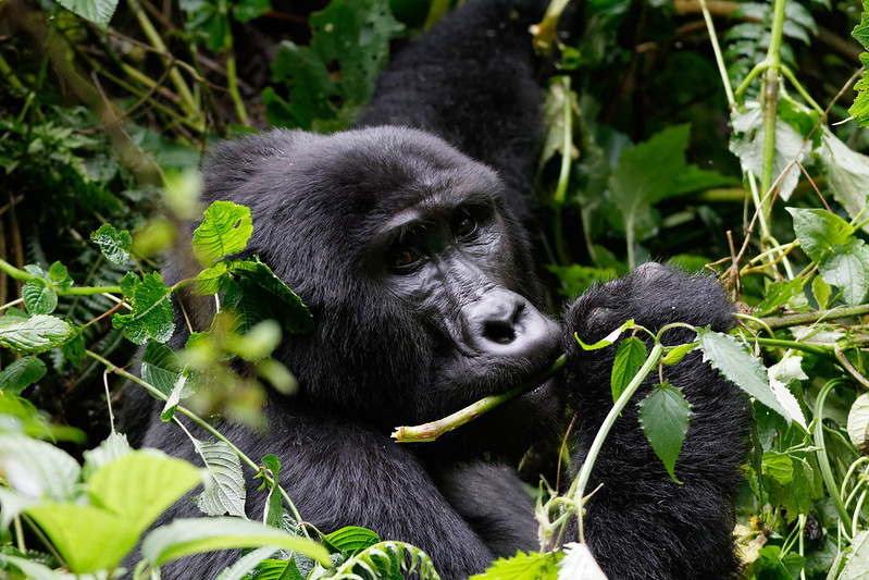 Rwanda as a tourism destination