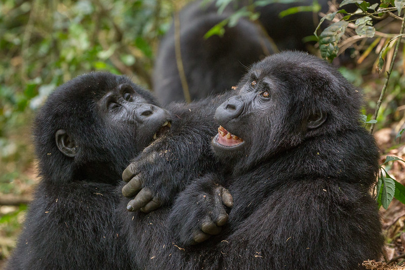 Combined Gorilla Trekking Safaris in Uganda and Rwanda