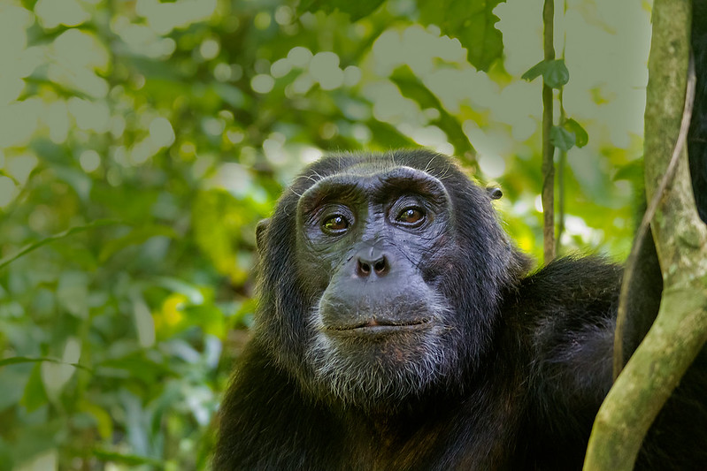 The great apes of Uganda and Rwanda
