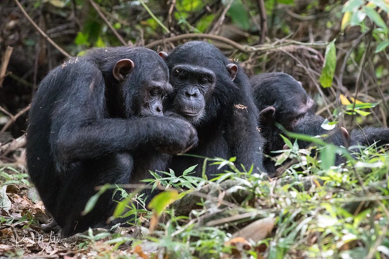 Great apes of Africa