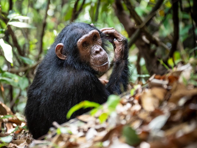 Great Apes of rwanda and mount Rwenzori hike