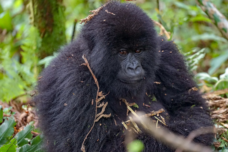 When is the best month to go for gorilla trekking in Rwanda