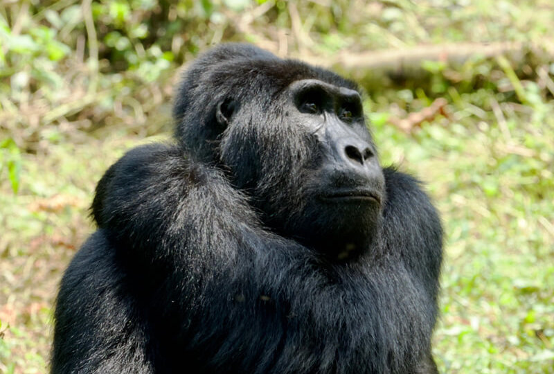 The cheapest way to trek gorillas in Rwanda